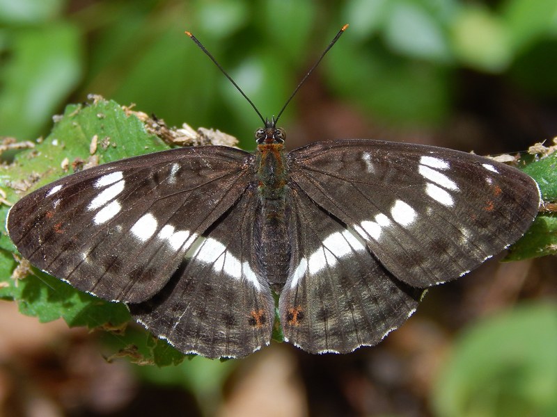 Limenitis camilla